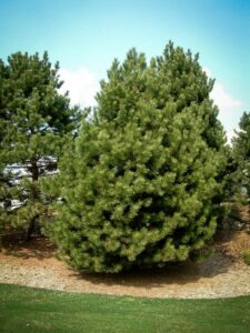 Сосна Чёрная (Pinus Nigra) купить по цене от 270.00р. в интернет-магазине «Посадика» с доставкой почтой в в Шуяе и по всей России – [изображение №1].