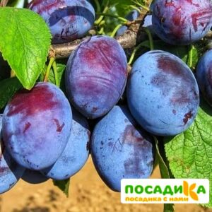 Слива Чачакская ранняя купить по цене от 229.00р. в интернет-магазине «Посадика» с доставкой почтой в в Шуяе и по всей России – [изображение №1].