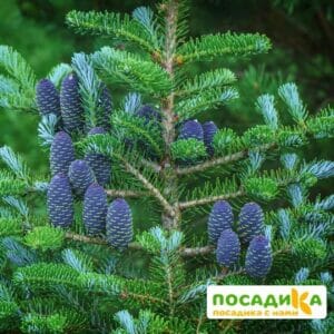 Пихта корейская (Abies koreana) купить по цене от 450.00р. в интернет-магазине «Посадика» с доставкой почтой в в Шуяе и по всей России – [изображение №1].