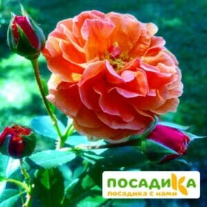 Роза Арабия купить по цене от 350.00р. в интернет-магазине «Посадика» с доставкой почтой в в Шуяе и по всей России – [изображение №1].