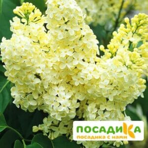 Сирень Примроуз (Primrose) купить по цене от 529.00р. в интернет-магазине «Посадика» с доставкой почтой в в Шуяе и по всей России – [изображение №1].