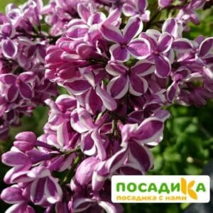 Сирень Сенсация купить по цене от 529.00р. в интернет-магазине «Посадика» с доставкой почтой в в Шуяе и по всей России – [изображение №1].