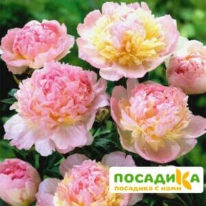 Пион Распберри Сандей (Paeonia Raspberry Sundae) купить по цене от 959р. в интернет-магазине «Посадика» с доставкой почтой в в Шуяе и по всей России – [изображение №1].