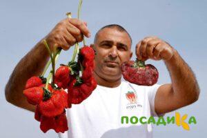 Клубника Гигант Джорнея купить по цене от 266р. в интернет-магазине «Посадика» с доставкой почтой в в Шуяе и по всей России – [изображение №1].
