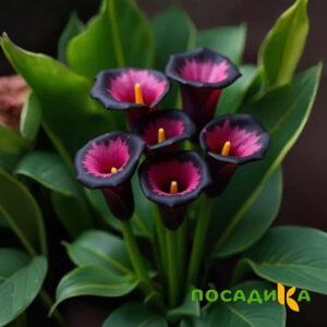 Калла Аура Лейс купить по цене от 400р. в интернет-магазине «Посадика» с доставкой почтой в в Шуяе и по всей России – [изображение №1].