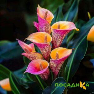 Калла Оникс купить по цене от 450р. в интернет-магазине «Посадика» с доставкой почтой в в Шуяе и по всей России – [изображение №1].