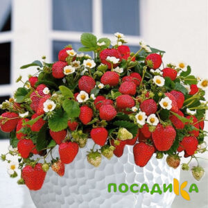 Клубника Рубиновый Шепот (горшечная) купить по цене от 240р. в интернет-магазине «Посадика» с доставкой почтой в в Шуяе и по всей России – [изображение №1].