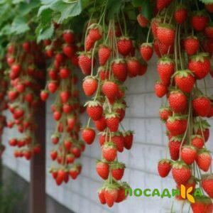 Клубника вьющаяся Комплимент купить по цене от 470р. в интернет-магазине «Посадика» с доставкой почтой в в Шуяе и по всей России – [изображение №1].
