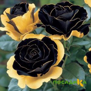 Роза Ханни Сикл купить по цене от 700р. в интернет-магазине «Посадика» с доставкой почтой в в Шуяе и по всей России – [изображение №1].