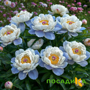 Пион акварельный Этюд купить по цене от 806р. в интернет-магазине «Посадика» с доставкой почтой в в Шуяе и по всей России – [изображение №1].