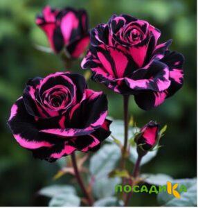 Роза Багровый Шепот купить по цене от 366р. в интернет-магазине «Посадика» с доставкой почтой в в Шуяе и по всей России – [изображение №1].
