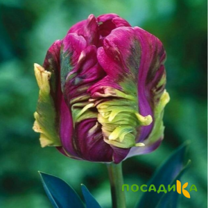 Тюльпан Экзотик Хэвен купить по цене от 186р. в интернет-магазине «Посадика» с доставкой почтой в в Шуяе и по всей России – [изображение №1].
