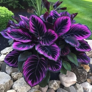 Хоста Люминоза купить по цене от 450р. в интернет-магазине «Посадика» с доставкой почтой в в Шуяе и по всей России – [изображение №1].