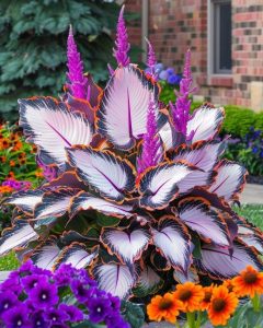 Хоста Кримэн Дрим купить по цене от 549р. в интернет-магазине «Посадика» с доставкой почтой в в Шуяе и по всей России – [изображение №1].