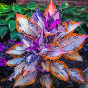 Хоста Эмеральд Тиара купить по цене от 602р. в интернет-магазине «Посадика» с доставкой почтой в в Шуяе и по всей России – [изображение №1].