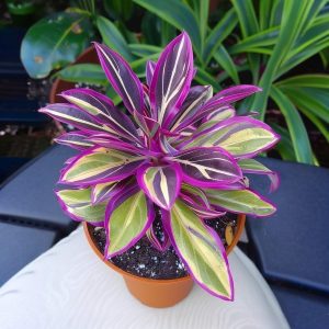 Хоста Сильвер Стик купить по цене от 650р. в интернет-магазине «Посадика» с доставкой почтой в в Шуяе и по всей России – [изображение №1].