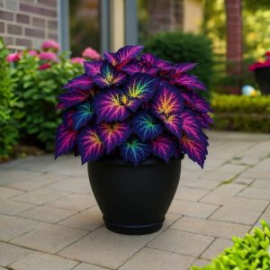 Хоста Фрости Блю купить по цене от 389р. в интернет-магазине «Посадика» с доставкой почтой в в Шуяе и по всей России – [изображение №1].