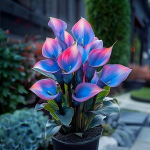 Калла Импрессия купить по цене от 590р. в интернет-магазине «Посадика» с доставкой почтой в в Шуяе и по всей России – [изображение №1].