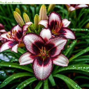 Лилейник Крим Сикл купить по цене от 799р. в интернет-магазине «Посадика» с доставкой почтой в в Шуяе и по всей России – [изображение №1].