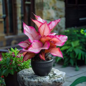 Хоста Розовая Симфония купить по цене от 800р. в интернет-магазине «Посадика» с доставкой почтой в в Шуяе и по всей России – [изображение №1].