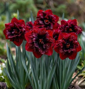 Нарцисс Сапфировый Бриз купить по цене от 3000р. в интернет-магазине «Посадика» с доставкой почтой в в Шуяе и по всей России – [изображение №1].