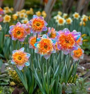 Нарцисс Айвери Дон купить по цене от 3000р. в интернет-магазине «Посадика» с доставкой почтой в в Шуяе и по всей России – [изображение №1].