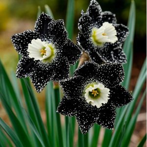 Нарцисс Кассата купить по цене от 372р. в интернет-магазине «Посадика» с доставкой почтой в в Шуяе и по всей России – [изображение №1].