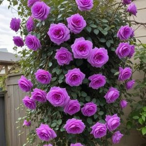 Роза Мистик Уайт купить по цене от 620р. в интернет-магазине «Посадика» с доставкой почтой в в Шуяе и по всей России – [изображение №1].