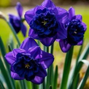 Нарцисс Арт Нуво купить по цене от 378р. в интернет-магазине «Посадика» с доставкой почтой в в Шуяе и по всей России – [изображение №1].