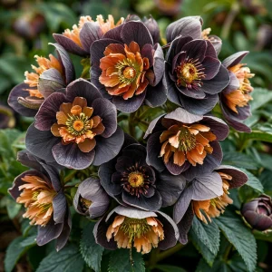 Морозник Блум Айс купить по цене от 499р. в интернет-магазине «Посадика» с доставкой почтой в в Шуяе и по всей России – [изображение №1].