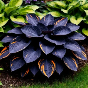 Хоста Умбра купить по цене от 349р. в интернет-магазине «Посадика» с доставкой почтой в в Шуяе и по всей России – [изображение №1].