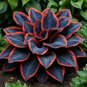 Хоста Солнечный Агат купить по цене от 440р. в интернет-магазине «Посадика» с доставкой почтой в в Шуяе и по всей России – [изображение №1].