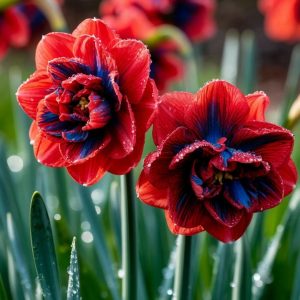 Нарцисс Эрличе купить по цене от 386р. в интернет-магазине «Посадика» с доставкой почтой в в Шуяе и по всей России – [изображение №1].