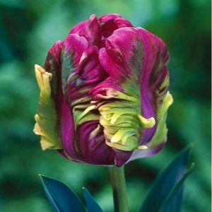 Тюльпан Экзотик Хэвен купить по цене от 186р. в интернет-магазине «Посадика» с доставкой почтой в в Шуяе и по всей России – [изображение №1].