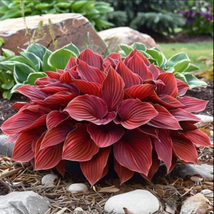 Хоста Рэд Эйнджл купить по цене от 549р. в интернет-магазине «Посадика» с доставкой почтой в в Шуяе и по всей России – [изображение №1].