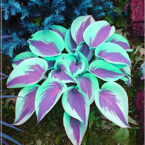 Хоста Висперин Бьюти купить по цене от 379р. в интернет-магазине «Посадика» с доставкой почтой в в Шуяе и по всей России – [изображение №1].