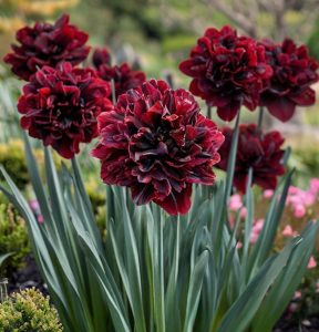 Нарцисс Малиновая Вуаль купить по цене от 3000р. в интернет-магазине «Посадика» с доставкой почтой в в Шуяе и по всей России – [изображение №1].