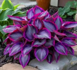 Хоста Сикрет Гарденс купить по цене от 549р. в интернет-магазине «Посадика» с доставкой почтой в в Шуяе и по всей России – [изображение №1].