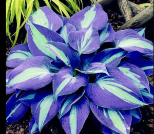 Хоста Аурелия купить по цене от 450р. в интернет-магазине «Посадика» с доставкой почтой в в Шуяе и по всей России – [изображение №1].