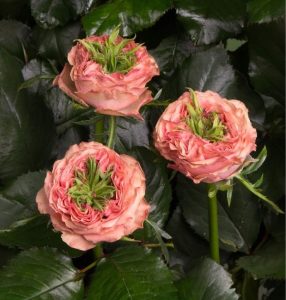 Роза Амбер Инчант купить по цене от 495р. в интернет-магазине «Посадика» с доставкой почтой в в Шуяе и по всей России – [изображение №1].