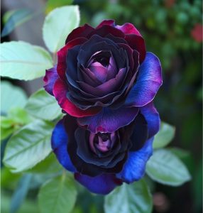 Роза Скарлет Рэвери купить по цене от 489р. в интернет-магазине «Посадика» с доставкой почтой в в Шуяе и по всей России – [изображение №1].