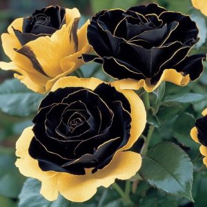 Роза Ханни Сикл купить по цене от 700р. в интернет-магазине «Посадика» с доставкой почтой в в Шуяе и по всей России – [изображение №1].