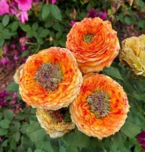 Роза Золотой Мираж купить по цене от 420р. в интернет-магазине «Посадика» с доставкой почтой в в Шуяе и по всей России – [изображение №1].