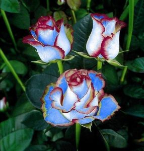 Роза Сафайер Пэтл купить по цене от 450р. в интернет-магазине «Посадика» с доставкой почтой в в Шуяе и по всей России – [изображение №1].