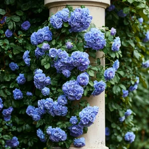 Роза плетистая Блю Перпл купить по цене от 540р. в интернет-магазине «Посадика» с доставкой почтой в в Шуяе и по всей России – [изображение №1].